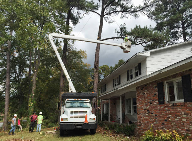 Best Commercial Tree Removal  in Maben, MS