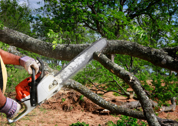 Landscape Design and Installation in Maben, MS