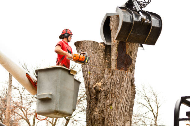 Reliable Maben, MS Tree Removal Services Solutions